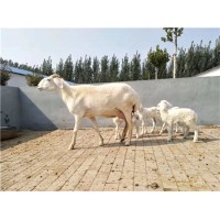 供應低價出售多胎澳湖雜交頭胎懷孕母羊種公羊